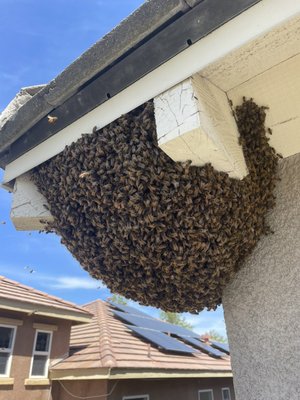 Bee Swarm Relocation - BeeRemovalPros removes Bee Swarms from any location & guarantees safe relocation to our own local pollination grounds & beekeepers. We have specialty removal techniques/equipment to ensure there is minimal amount of stress on the bees during this process. This ensures the bees will continue to colonize, pollinate, and thrive. Bees will occupy a structure very quickly, it is important you take action immediately if you see bees scouting or swarming an area. Catching the first sighs of a move in can save you money!
*Bee Swarms can land just about anywhere, it’s important to have them removed and quickly!
*If you have a Bee swarm near or on your property, they pose the risk to enter in various structures on it. Bees only need a 8th of an inch hole or gap to be able to get into a structure.
*It is crucial that bees are not disturbed; they will become aggressive & can result in attack to you or your pets.
* Swarms generally consist of 2,000-10,000 bees and a queen! A third of the swarms bees are Scouts. Their job is to find a
location for the swarm to establish a hive. This is how bees expand their colonies! Bee Swarm Relocation - BeeRemovalPros removes Bee Swarms from any location & guarantees safe relocation to our own local pollination grounds & beekeepers. We have specialty removal techniques/equipment to ensure there is minimal amount of stress on the bees during this process. This ensures the bees will continue to colonize, pollinate, and thrive. Bees will occupy a structure very quickly, it is important you take action immediately if you see bees scouting or swarming an area. Catching the first sighs of a move in can save you money!
*Bee Swarms can land just about anywhere, it’s important to have them removed and quickly!
*If you have a Bee swarm near or on your property, they pose the risk to enter in various structures on it. Bees only need a 8th of an inch hole or gap to be able to get into a structure.
*It is crucial that bees are not disturbed; they will become aggressive & can result in attack to you or your pets.
* Swarms generally consist of 2,000-10,000 bees and a queen! A third of the swarms bees are Scouts. Their job is to find a
location for the swarm to establish a hive. This is how bees expand their colonies!