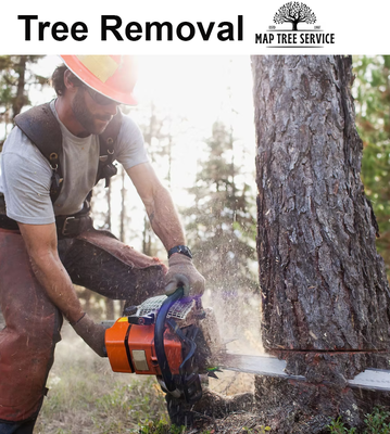Tree Removal - Healthy Pruning to Safe and Professional Tree Removal and everything in between. Tree Removal - Healthy Pruning to Safe and Professional Tree Removal and everything in between.