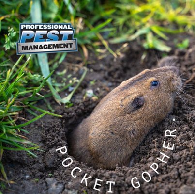 Gophers tearing up your lawn? Call Today, we can help! - Don't let them win!!  They can cause a ton of damage!  Call today for a free inspection of your home or business.  877.232.3055.
