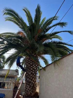 Tree Trimming & Palm Tree Services For Residential Homes - We love providing residential & commercial services for tree removal and palm tree needs. Call us or message us now for your free estimate (310) 722-2753, we work 7 days a week. We have over 15 years of experience and are family-owned business.