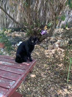 Cat visits - Cat sitting in SB Cat visits - Cat sitting in SB