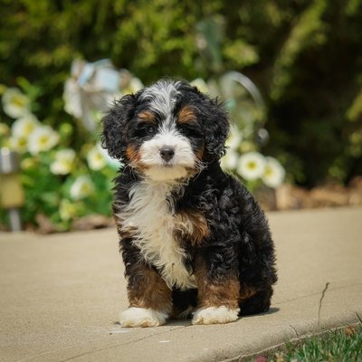 Doodles for Heartfelt Connections - My Doodle Crush stands at the forefront of the Goldendoodle and Bernedoodle world, renowned for breeding exceptional puppies perfect for companionship or as therapy animals. Our puppies, available in all sizes, embody health, beauty, and the loving, gentle nature essential for a life-long family member or a supportive therapy companion. With a focus on health, temperament, and genetic diversity, Doodle Crush is your trusted authority for high-quality doodles, ensuring every puppy is a testament to our dedication and love for these remarkable breeds. Doodles for Heartfelt Connections - My Doodle Crush stands at the forefront of the Goldendoodle and Bernedoodle world, renowned for breeding exceptional puppies perfect for companionship or as therapy animals. Our puppies, available in all sizes, embody health, beauty, and the loving, gentle nature essential for a life-long family member or a supportive therapy companion. With a focus on health, temperament, and genetic diversity, Doodle Crush is your trusted authority for high-quality doodles, ensuring every puppy is a testament to our dedication and love for these remarkable breeds.