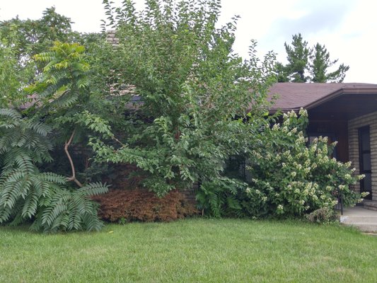 OVERGROWN - THIS CLIENT NEEDS HELP WITH HER OVERGROWN LANDSCAPE BED. WE HAD TO REMOVE SAMPLINGS AND MORE FROM HER BEDS. OVERGROWN - THIS CLIENT NEEDS HELP WITH HER OVERGROWN LANDSCAPE BED. WE HAD TO REMOVE SAMPLINGS AND MORE FROM HER BEDS.