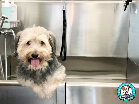 Self-Service Pet Wash ✨ - Paw La La's Self-Service Pet Wash: Clean Pets, Happy Tails! 🐾🚿

Skip the mess at home and give your pet a spa day at Paw La La's Self-Service Pet Wash! Whether it's a dog, cat, or any other pet in need of a clean-up, our fully equipped wash stations are designed to make grooming stress-free and fun for both you and your furry (or feathered) friend.

Why Paw La La's Self-Service Pet Wash?

Everything You Need: We provide pet-friendly shampoos, conditioners, brushes, towels, and dryers—just bring your pet!

Gentle & Safe: Our high-quality products are gentle on your pet’s skin and coat.

Easy & Convenient: Wash your pet at your own pace with no mess at home!

Perfect for All Pets: Dogs, cats, and even small animals—our stations are designed to accommodate them all.

Plus, no clean-up afterwards! We handle the mess, you handle the cuddles. 🐾✨

Visit us today and leave with a freshly groomed, happy pet!
📍1521 S Vermont Ave Los Angeles, CA 90006
📞 Call (213) 738-7297 for more info.

Paw La La's Self-Service Pet Wash: Because Every Pet Deserves a Spa Day!