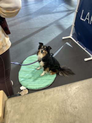 Calm Down! Class - Does your dog get rambunctious, excited and uncontrollable? This class teaches self-control techniques to calm your dog around distractions. Perfect for adolescent dogs. Calm Down! Class - Does your dog get rambunctious, excited and uncontrollable? This class teaches self-control techniques to calm your dog around distractions. Perfect for adolescent dogs.