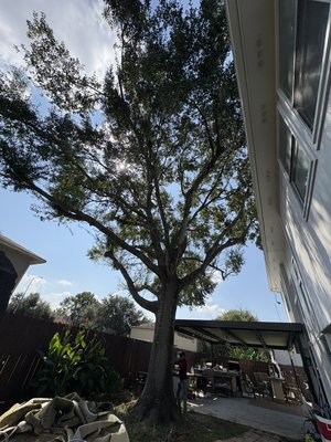 Tree Removal - This mature oak tree was located in the backyard of a home in Katy, TX, with large branches extending over the neighbor’s property and hanging directly above the roof. 🌳 With limited space and high-risk overhangs, this was definitely a tough job—but our team handled it safely, efficiently, and with precision from start to finish.
If you have a large tree causing concerns around your home, don’t wait until it becomes a bigger problem. Reach out to us—we’re ready to help. Tree Removal - This mature oak tree was located in the backyard of a home in Katy, TX, with large branches extending over the neighbor’s property and hanging directly above the roof. 🌳 With limited space and high-risk overhangs, this was definitely a tough job—but our team handled it safely, efficiently, and with precision from start to finish.
If you have a large tree causing concerns around your home, don’t wait until it becomes a bigger problem. Reach out to us—we’re ready to help.