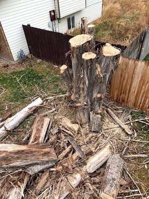 Stump Removal - At Supreme Tree Experts Utah, we offer professional stump removal services to completely eliminate unwanted stumps from your property. Leftover stumps can be hazardous, attract pests, and take away from your landscape’s beauty, but our expert team has the equipment and experience to remove them safely and efficiently. Whether you need stump grinding or full stump extraction, we’ll ensure your yard is smooth, clean, and ready for new landscaping. Don’t let an old stump be an eyesore—contact Supreme Tree Experts Utah today for fast and reliable stump removal services!
