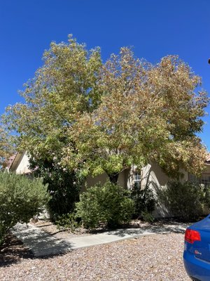 Tree Removal with root ball - We remove the actual root ball that way the rest of the roots die out , this tree caused damages to the home foundation, sprinkler box, and cement sidewalk Tree Removal with root ball - We remove the actual root ball that way the rest of the roots die out , this tree caused damages to the home foundation, sprinkler box, and cement sidewalk