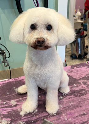 Glow Up 1 - We took special care with this pup. Gave a nice shape to its face, evened out the body, and let the adorableness really come through!