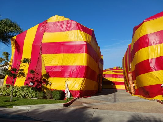 Tent Fumigation - This tent fumigation was done for control of drywood termites througout the multiple structures. The units had not been treated in many years and needed to be completely tented to eliminate infestations in various areas.