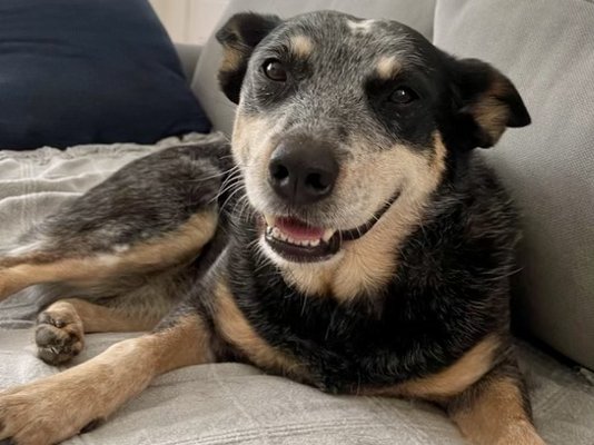 Overnight Pet Sitting - We offer trusted overnight care for pets who feel most comfortable in their own home. Our sitters stay the night to provide companionship, dinner and breakfast service, potty breaks, and a sense of security. Whether you’re away for a night or an extended trip, we ensure your pets are safe, happy, and well-cared for. Available throughout Northport, East Northport, Huntington, and surrounding areas.