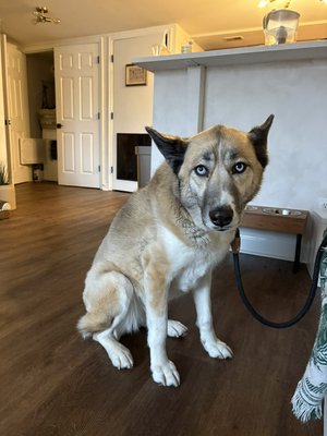Walks (20, 30, 45, 60 mins) - I have experience walking all kinds of dogs! Whether your dog is large, reactive or a senior I accommodate all types of extra care needs! 

I’m happy to meet a minimum distance for high-energy dogs or sit back and smell the roses for dogs that prefer to take their time!

Please note: I walk dogs over 50 pounds one at a time for safety reasons