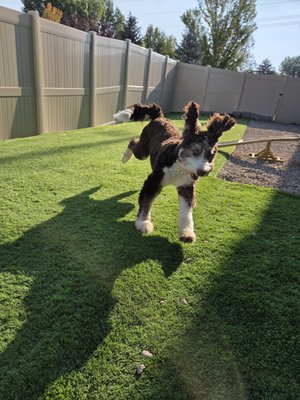 Daycare - Rocky Mountain K9 in Heber City offers more than just dog daycare—we provide a safe, enriching environment where your dog can thrive. Our spacious play yards and carefully structured groups allow dogs to socialize, exercise, and build confidence under the watchful eye of our trained staff.

Every dog is temperament-tested to ensure safe play, and our handlers are experienced in canine behavior so that each interaction is positive and fun. Whether your pup loves high-energy play, lounging with buddies, or splashing in the pool (seasonal), we tailor their day to match their needs.

Daycare isn’t just about burning energy—it’s about supporting your dog’s overall well-being. Regular daycare can help reduce anxiety, curb unwanted behaviors at home, and keep your pup happy and healthy.

At RMK9 Heber City, you can count on your dog returning home fulfilled, tired, and ready to relax after a day of adventure with friends.