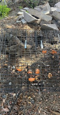Wildlife trapping - Customer had squirrels entering and exiting the soffits of the roof we immediately placed traps and in 48 hours squirrels were trapped and removed. Entry point was sealed. Wildlife trapping - Customer had squirrels entering and exiting the soffits of the roof we immediately placed traps and in 48 hours squirrels were trapped and removed. Entry point was sealed.