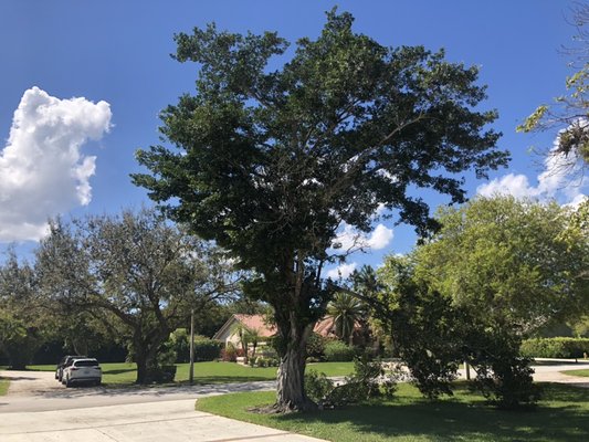 Professional tree removal and palm trimming - This tree removal was done in Boca Raton. Professional tree removal and palm trimming - This tree removal was done in Boca Raton.
