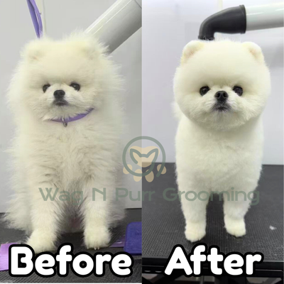 Mario Phil - Mario is a dependable and patient mobile groomer known for his high tolerance with hyperactive dogs and cats. He stays calm and in control even with the most energetic pets, helping them feel at ease during grooming. Providing full services for both dogs and cats, Mario focuses on gentle handling and efficiency, ensuring every pet leaves clean, well-groomed, and comfortable.