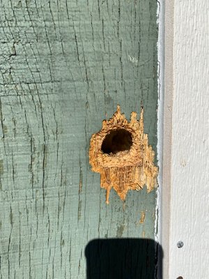 Rodent Block Out and Removal - Here we went to this clients house and did an inspection to determine that rodents were making their way into the crawlspace from a large gap between the ground and the house. We sealed all exterior points of entry and set traps to ensure no more mice or rats were making their way in. We checked the traps over 7 days and then removed them. For 30 days afterwards Randy monitored for any new droppings or evidence of entry which he did not find.
