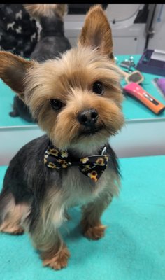 full groom includes. cut , nails. ear clean bath, brush , blow dry small / medium 105-130 - full groom on small/ medium $105-130 full groom includes. cut , nails. ear clean bath, brush , blow dry small / medium 105-130 - full groom on small/ medium $105-130