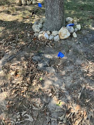 Root and stump removal - Root and small stump removal done in Hixson TN, today in prep of future sod installation and easy for mowing. Call for stump removal!!
Trent Beaty 423-322-3385