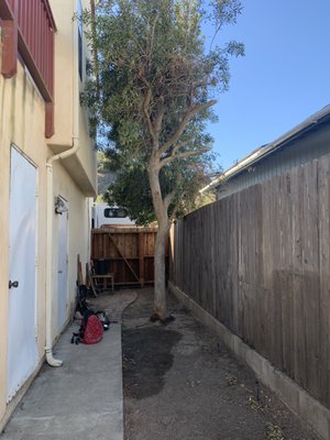 Small Eucalyptus Removal - The owners wanted to clear more space so they can remodel their walkway. No job is too small or too big for us.