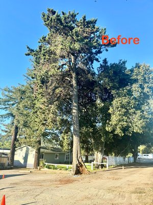 Tree removal at Portola Valley. - This tree removal was done at Portola Valley. Homeowner did not want to remove the trunk.