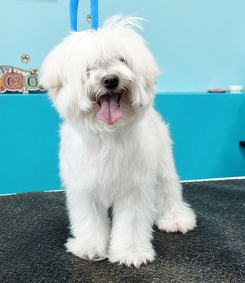 Full Groom - Here we performed a full grooming service to this beautiful friend Full Groom - Here we performed a full grooming service to this beautiful friend