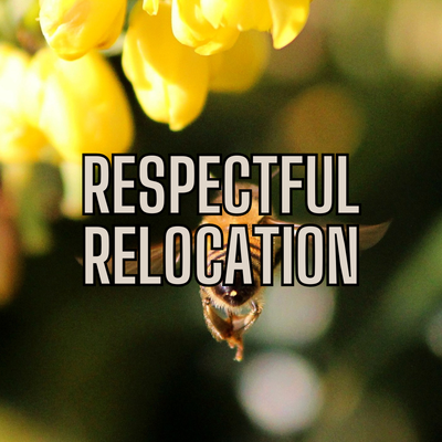 🐝 Bees or Wasps? Dan Safely Removes & Relocates - Most companies just kill stinging insects. Dan does things differently. With decades of experience, he offers humane removal for bees and targeted extermination for hornets and wasps when needed. His priority is your safety and the environment.
💬 "He saved the bees and made sure my kids could play outside again without worry. Total pro."
📞 Why call Dan? Because he respects nature — and knows how to keep it out of your home. 🐝 Bees or Wasps? Dan Safely Removes & Relocates - Most companies just kill stinging insects. Dan does things differently. With decades of experience, he offers humane removal for bees and targeted extermination for hornets and wasps when needed. His priority is your safety and the environment.
💬 "He saved the bees and made sure my kids could play outside again without worry. Total pro."
📞 Why call Dan? Because he respects nature — and knows how to keep it out of your home.