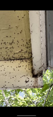 Carpenter ant treatments - Carpenter ants are no match for our technicians! Our technicians can get rid of your carpenter ants in 3 easy steps.
Give us a call at 737-200-7488 Carpenter ant treatments - Carpenter ants are no match for our technicians! Our technicians can get rid of your carpenter ants in 3 easy steps.
Give us a call at 737-200-7488
