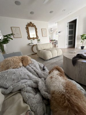 House Sitting - Our house sitting service provides overnight, in-home care so your pets can stay comfortable in their familiar environment. We maintain your pet’s normal feeding, walking, play, and bedtime routine while also helping with basic home security tasks like bringing in mail or adjusting lights. You’ll receive daily photo and text updates, and we can administer medications if needed. This option is perfect for vacations, extended trips, senior pets, anxious pets, or households with multiple animals. House Sitting - Our house sitting service provides overnight, in-home care so your pets can stay comfortable in their familiar environment. We maintain your pet’s normal feeding, walking, play, and bedtime routine while also helping with basic home security tasks like bringing in mail or adjusting lights. You’ll receive daily photo and text updates, and we can administer medications if needed. This option is perfect for vacations, extended trips, senior pets, anxious pets, or households with multiple animals.