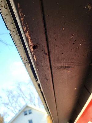 Carpenter bees - customer called with big black bees flying around and making holes in the shed we came out treated the bees entryways and no more issues also recommend filling hole activity with wood putty and re painting to prevent further activity Carpenter bees - customer called with big black bees flying around and making holes in the shed we came out treated the bees entryways and no more issues also recommend filling hole activity with wood putty and re painting to prevent further activity