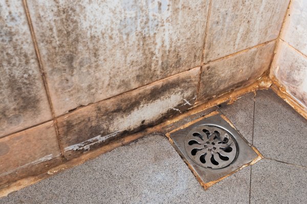 Mold in the Shower? Prime Environmental Testing Can Help - Mold in the Shower? Prime Environmental Testing Can Help
Shower mold is a common yet serious issue in both homes and commercial properties. Warm, humid environments combined with poor ventilation create the perfect breeding ground for mold—especially in tile grout, caulking, and around drains.

At Prime Environmental Testing, we specialize in identifying mold problems at the source. While surface mold might seem easy to clean, it often signals deeper moisture issues that require professional testing. Left untreated, shower mold can spread behind walls, damage your property, and impact your health—causing allergies, asthma, and skin irritation.

Why Trust Prime Environmental Testing?
✅ Certified mold inspections and lab testing
✅ Fast, reliable results
✅ Non-invasive testing methods
✅ Serving residential and commercial clients

If you see black spots, smell a musty odor, or feel persistent humidity in your bathroom, it’s time to act. Contact Prime Environmental Testing today to schedule your professional shower mold inspection and protect your home or business.