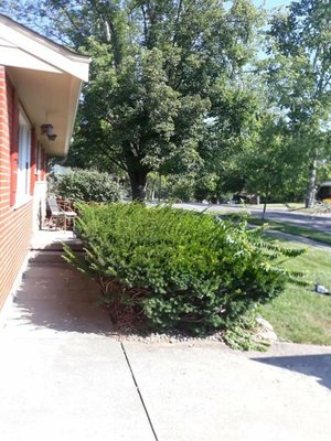 Clean, trimmed Bushes - Bushes trimming/clean up! 
Contact us today for your free estimate!
Best Rates in Town with Guaranteed results!