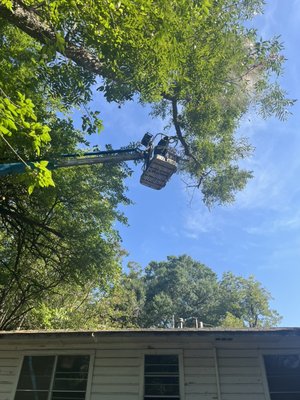 Making customers happier - Tree trimming done carefully over a customers home
