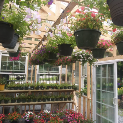 Flowers - Hanging Baskets - Hanging Basket Flowers for $22 Flowers - Hanging Baskets - Hanging Basket Flowers for $22