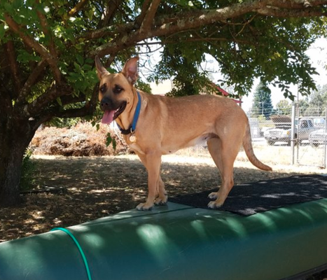 Adult Dog Training & Enrichment - Coaching you and/or training your adult dog is the goal here. By being intentional about our training, we can achieve successes that will change the course of your dog's life, and create a more enjoyable relationship between you. Training can be exciting, challenging, and enriching to your dog’s life experience.

We will begin by working with your dog in different, safe, real-life environments. Examples are: walking in town, going to the hardware store and the post office. 

Repetition is the key to developing 'default' behaviors in our dogs. Once a dog knows how to behave in one setting, we will reinforce the behavior in different locations so it becomes habit. I will coach you on the mechanics, and give you tools so you feel confident in your training fluency.
