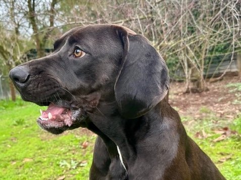 Add Sven to your family - Sven, the Great Dane, is becoming the dog he was meant to be. He’s still a youngster, we think around 12 months. He’s a very happy, healthy boy. Sven enjoys his long walks. He has so much fun chasing a ball and the secret is to have multiple balls in hand - that’s because Sven knows how to bring the ball back, drop it and wait for the next ball to be thrown. He may also be overly interested in small furry creatures. We think Sven is just a great all round boy. He has so many wonderful qualities, the best of which is he’s a leaner and a snuggler.
Let us know if you are interested in meeting Sven or Merle. You can fill out an online application here <https://www.homelesshounds.us/animals/browse?Available=Yes> Add Sven to your family - Sven, the Great Dane, is becoming the dog he was meant to be. He’s still a youngster, we think around 12 months. He’s a very happy, healthy boy. Sven enjoys his long walks. He has so much fun chasing a ball and the secret is to have multiple balls in hand - that’s because Sven knows how to bring the ball back, drop it and wait for the next ball to be thrown. He may also be overly interested in small furry creatures. We think Sven is just a great all round boy. He has so many wonderful qualities, the best of which is he’s a leaner and a snuggler.
Let us know if you are interested in meeting Sven or Merle. You can fill out an online application here <https://www.homelesshounds.us/animals/browse?Available=Yes>