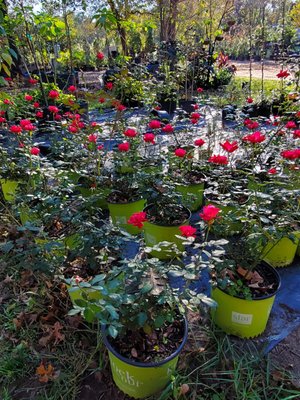 Rose Garden Availability - Are available to add on your rose garden or you can also have them as a beautiful hedge. They can grow 4ft tall and about 2 - 3ft wide. Rose Garden Availability - Are available to add on your rose garden or you can also have them as a beautiful hedge. They can grow 4ft tall and about 2 - 3ft wide.