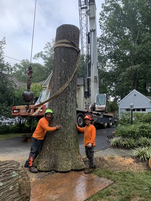 Removed of large tree using crane. Tree was damaging house foundation and had to be removed. Tree debris and stump was completely removed. - Job took less then 6 hours to complete including haul all debris away/ clean up and grinding stump Removed of large tree using crane. Tree was damaging house foundation and had to be removed. Tree debris and stump was completely removed. - Job took less then 6 hours to complete including haul all debris away/ clean up and grinding stump