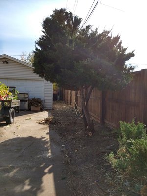 Tree Services - TREE TRIMMING/REMOVAL
Need some dead tree trimmed off? Looking for a tree removal entirely? Did some bad weather snap your branches? Maybe you’re looking to get some pruning(shaping) done? Get in contact with us today to learn more about what we can do for you!