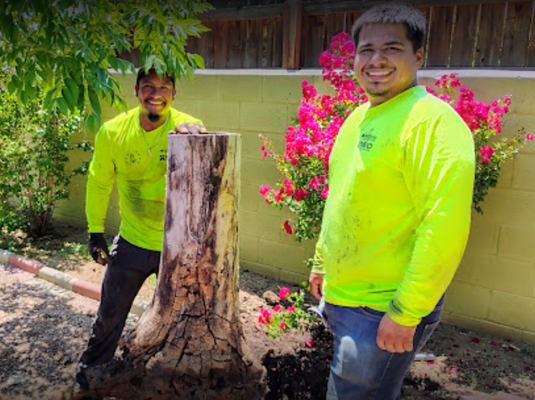Tree Removal - You have a Tree you want removed? We do Tree removal in Albuquerque, Los Ranchos and Corrales! Tree Removal - You have a Tree you want removed? We do Tree removal in Albuquerque, Los Ranchos and Corrales!