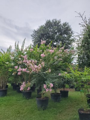 Crape Myrtle - Crape Myrtle available in 15, 30, 45, 65 and 100gal all priced different.
These beautiful tree / shrub are deciduous, produces flowers in spring - summer. There growth rate is 3ft per year and when fully grown they can reach over 18ft tall and over 6ft wide. you can always train your plant and trim it down to the height that you desire. Crape Myrtle - Crape Myrtle available in 15, 30, 45, 65 and 100gal all priced different.
These beautiful tree / shrub are deciduous, produces flowers in spring - summer. There growth rate is 3ft per year and when fully grown they can reach over 18ft tall and over 6ft wide. you can always train your plant and trim it down to the height that you desire.