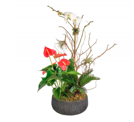 Orchids - Visit our website and enjoy 10% off our fine selection of Orchid arrangements with promo code: Yelp10 Orchids - Visit our website and enjoy 10% off our fine selection of Orchid arrangements with promo code: Yelp10