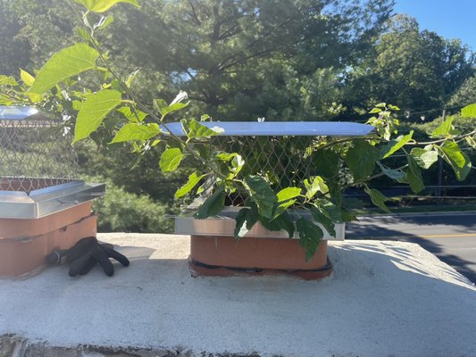Tree Removal - When we arrived, this tree was growing out of the chimney! We pulled out the entire tree with some roots attached. The remaining roots were drilled out of the chimney. We then applied a spray formulated to kill roots and prevent growth. The holes were then filled with cement to seal the chimney. Now Nicks chimney has fully passed every category of inspection and he can safely use it without worry. Tree Removal - When we arrived, this tree was growing out of the chimney! We pulled out the entire tree with some roots attached. The remaining roots were drilled out of the chimney. We then applied a spray formulated to kill roots and prevent growth. The holes were then filled with cement to seal the chimney. Now Nicks chimney has fully passed every category of inspection and he can safely use it without worry.