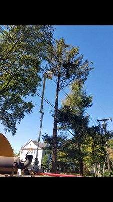 No Job is too big or too small - No job is too big or too tall for Boylan’s Tree Service! Give us a call today at (732)291-3010 for a free estimate.