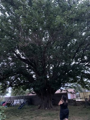 Massive Mulberry - These are projects we have completed locally over the 20 years we have served the Panhandle area. From the Roots to the Shoots we have you covered! We are family owned and operated and work with you to find a price we can all agree on. No job to big or small give us a call! Massive Mulberry - These are projects we have completed locally over the 20 years we have served the Panhandle area. From the Roots to the Shoots we have you covered! We are family owned and operated and work with you to find a price we can all agree on. No job to big or small give us a call!