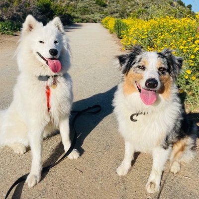 Small Group Hikes! - One hour, on or off leash, small group (up to 3 dogs per staff member) hiking on one of our beautiful Orange County trails! Picture and Text/Email updates included!