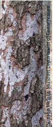 Are your mature oak trees declining? Hypoxolyn Canker is causing major damage in our area to mature Oaks and other various hardwood trees. - Hypoxylon Canker is a disease that appears as necrotic (dead) lesion on limbs, branches and/or trunks of affected trees. The canker develops just under the bark initially, in advanced stages it then causes a white “rot” type of decay of the sapwood. Hypoxylon is a vascular disease meaning it affects the trees internal tissues or “plumbing” of the tree. The tissues that move water from the soil to the leaves are damaged by the fungus, once these tissues begin to die it prevents the tree from moving water as needed to survive. For this reason, Hypoxylon canker not only contributes to tree mortality, but compromises the structural integrity of a tree making it a danger to life and property, this can occur rapidly as the tree “dries” out from lack of water supply. If you feel one of your trees is affected by Hypoxylon Canker, you should call a Maryland Licensed Tree Expert to assess the trees condition. Decline can occur quickly; we have seen some client’s trees decline within a single season and become a hazard to not only their own home and property but the homes and properties surrounding theirs.
The disease is caused by a fungus called Biscogniauxia (Hypoxylon) atropunctatum. This fungus is an opportunistic pathogen, this means it does not usually affect healthy and vigorous trees. Hypoxylon is a fungus, it spreads from diseased to healthy trees by spores. Typically, a tree is weakened in some other way first such as drought, physical damage, recent construction disturbances, insect damage, etc. Hypoxylon quickly colonizes on weakened and stressed trees and decline can occur rapidly. Maryland is currently ranging in the dry to very dry range on the US Drought Monitor which is making conditions more ideal for Hypoxylon Canker to spread. It has been diagnosed on trees growing in many different habitats, such as forest sites, pastures, parks, green spaces and urban development areas. Hypoxylon canker can affect any type of oak, including black, blackjack, laurel, live, post, pin, red, scarlet, southern, water, white, and willow oaks. Hypoxylon has also been found in other regions on Aspen, Beech, Hickory and Pecan trees but has not yet been found as detrimental to those populations as the Oaks in our area.
The presence of Hypoxylon indicates that a tree will die, recent studies in our area and nationwide have shown that pruning affected limbs does very little to slow or change the disease progression. Trees will generally die within one to two growing seasons and should be closely monitored for safety especially nears houses, playgrounds, common areas, walkways and roadways. Sadly, for our beautiful Oak trees that canopy so many of our neighborhoods no treatment has been found to stop to progression of this disease.
Arundel Tree Service - 410-439-1900 - www.ArundelTreeService.com
Article written by Amy Gilliss - Maryland Licensed Tree Expert #2060 – Arundel Tree Service Are your mature oak trees declining? Hypoxolyn Canker is causing major damage in our area to mature Oaks and other various hardwood trees. - Hypoxylon Canker is a disease that appears as necrotic (dead) lesion on limbs, branches and/or trunks of affected trees. The canker develops just under the bark initially, in advanced stages it then causes a white “rot” type of decay of the sapwood. Hypoxylon is a vascular disease meaning it affects the trees internal tissues or “plumbing” of the tree. The tissues that move water from the soil to the leaves are damaged by the fungus, once these tissues begin to die it prevents the tree from moving water as needed to survive. For this reason, Hypoxylon canker not only contributes to tree mortality, but compromises the structural integrity of a tree making it a danger to life and property, this can occur rapidly as the tree “dries” out from lack of water supply. If you feel one of your trees is affected by Hypoxylon Canker, you should call a Maryland Licensed Tree Expert to assess the trees condition. Decline can occur quickly; we have seen some client’s trees decline within a single season and become a hazard to not only their own home and property but the homes and properties surrounding theirs.
The disease is caused by a fungus called Biscogniauxia (Hypoxylon) atropunctatum. This fungus is an opportunistic pathogen, this means it does not usually affect healthy and vigorous trees. Hypoxylon is a fungus, it spreads from diseased to healthy trees by spores. Typically, a tree is weakened in some other way first such as drought, physical damage, recent construction disturbances, insect damage, etc. Hypoxylon quickly colonizes on weakened and stressed trees and decline can occur rapidly. Maryland is currently ranging in the dry to very dry range on the US Drought Monitor which is making conditions more ideal for Hypoxylon Canker to spread. It has been diagnosed on trees growing in many different habitats, such as forest sites, pastures, parks, green spaces and urban development areas. Hypoxylon canker can affect any type of oak, including black, blackjack, laurel, live, post, pin, red, scarlet, southern, water, white, and willow oaks. Hypoxylon has also been found in other regions on Aspen, Beech, Hickory and Pecan trees but has not yet been found as detrimental to those populations as the Oaks in our area.
The presence of Hypoxylon indicates that a tree will die, recent studies in our area and nationwide have shown that pruning affected limbs does very little to slow or change the disease progression. Trees will generally die within one to two growing seasons and should be closely monitored for safety especially nears houses, playgrounds, common areas, walkways and roadways. Sadly, for our beautiful Oak trees that canopy so many of our neighborhoods no treatment has been found to stop to progression of this disease.
Arundel Tree Service - 410-439-1900 - www.ArundelTreeService.com
Article written by Amy Gilliss - Maryland Licensed Tree Expert #2060 – Arundel Tree Service