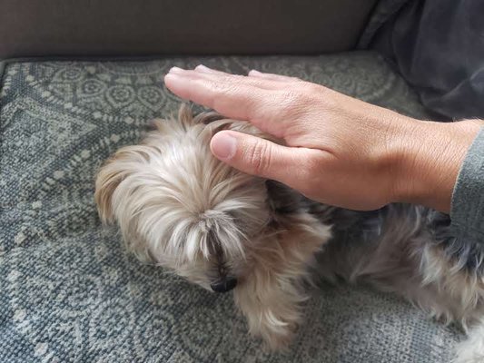 Dog Reiki - Animal Reiki is magical and powerful - Dog Reiki or Animal Reiki Energy Healing Session is a powerful, magical, and safe way to support your animal's healing. One session can make a big difference! I am deeply honored to have the opportunity to connect with animals at an energetic level and support their healing process.