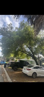Two tree removal - Tree removals in the front yard helps making such an eye appeal to your neighbors look how great this one turned out! Two tree removal - Tree removals in the front yard helps making such an eye appeal to your neighbors look how great this one turned out!
