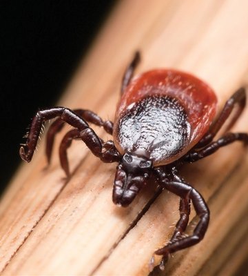 Neighborhood Tick Program - This was a customized Tick Program we implemented for a neighborhood walking / bicycle trail system in Massachusetts. Residents using the trails were complaining of Tick Activity after finding Black Legged (Deer Ticks) on themselves, kids and pets.
University Of Rhode Island Tick Treatment Prevention Partner
Our preferred ‘Maximum Control’ Tick Treatment Service was developed by the University Of Rhode Island’s top tick entomologists.
The ‘Tick Service’ is performed twice a year during the high-risk reproductive Tick seasons of April-May and again in August-September. This type of treatment is proven to maximize control and decimate deer tick populations in treated areas. Our Tick Program uses an EPA registered insecticide and targets important developmental stages within the Deer Tick life-cycle.
Detailed Site Evaluations
Educate Residents
Treatment Application to all “High-Risk” areas and Tick breeding sites
Outdoor placement of Tick Tubes in areas where mice and other rodents will frequent. (rodents play a big part in the tick-borne disease cycle)
Tick Identification Chart
Perimeter Tick Treatments
Perimeter spray treatments are eco-friendly by limiting the amount of pesticide being applied, and targeting the areas where people most frequently come into contact with deer ticks.
The chemicals used today for tick control are much less toxic than in the past, and are used in very low concentrations. Additionally, Bifenthrin and permethrin do not leach through soil; these chemicals are degraded by soil microorganisms within the top 4 cm of the soil surface.
Note: Pyrethroid products should not be applied around fish ponds or streams.Watch our video about Perimeter Spray Treatments
Mouse-Targeted Tick Treatment Devices
When larval blacklegged ticks hatch from eggs, they generally are pathogen-free (several studies from a number of laboratories have failed to detect any human disease-causing pathogens in newly hatched larvae). Ticks become infected with disease-causing pathogens when they feed on reservoir animals. Neighborhood Tick Program - This was a customized Tick Program we implemented for a neighborhood walking / bicycle trail system in Massachusetts. Residents using the trails were complaining of Tick Activity after finding Black Legged (Deer Ticks) on themselves, kids and pets.
University Of Rhode Island Tick Treatment Prevention Partner
Our preferred ‘Maximum Control’ Tick Treatment Service was developed by the University Of Rhode Island’s top tick entomologists.
The ‘Tick Service’ is performed twice a year during the high-risk reproductive Tick seasons of April-May and again in August-September. This type of treatment is proven to maximize control and decimate deer tick populations in treated areas. Our Tick Program uses an EPA registered insecticide and targets important developmental stages within the Deer Tick life-cycle.
Detailed Site Evaluations
Educate Residents
Treatment Application to all “High-Risk” areas and Tick breeding sites
Outdoor placement of Tick Tubes in areas where mice and other rodents will frequent. (rodents play a big part in the tick-borne disease cycle)
Tick Identification Chart
Perimeter Tick Treatments
Perimeter spray treatments are eco-friendly by limiting the amount of pesticide being applied, and targeting the areas where people most frequently come into contact with deer ticks.
The chemicals used today for tick control are much less toxic than in the past, and are used in very low concentrations. Additionally, Bifenthrin and permethrin do not leach through soil; these chemicals are degraded by soil microorganisms within the top 4 cm of the soil surface.
Note: Pyrethroid products should not be applied around fish ponds or streams.Watch our video about Perimeter Spray Treatments
Mouse-Targeted Tick Treatment Devices
When larval blacklegged ticks hatch from eggs, they generally are pathogen-free (several studies from a number of laboratories have failed to detect any human disease-causing pathogens in newly hatched larvae). Ticks become infected with disease-causing pathogens when they feed on reservoir animals.